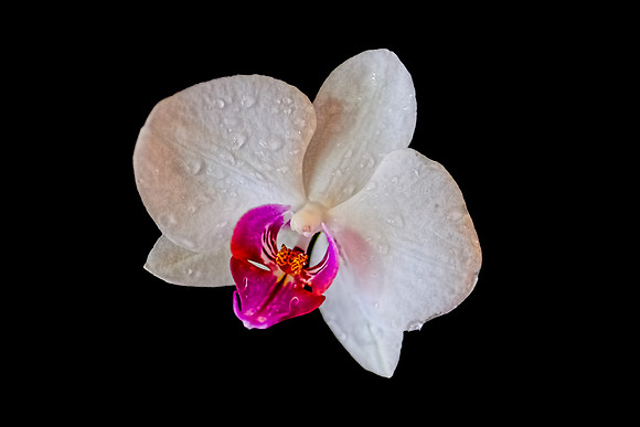 JVP-Orchid2