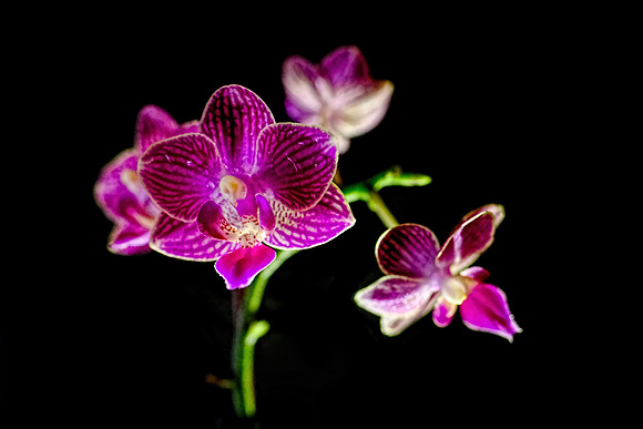 JVP-Orchid3