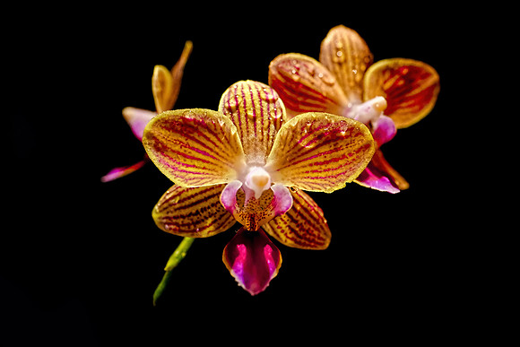 JVP-Orchid1